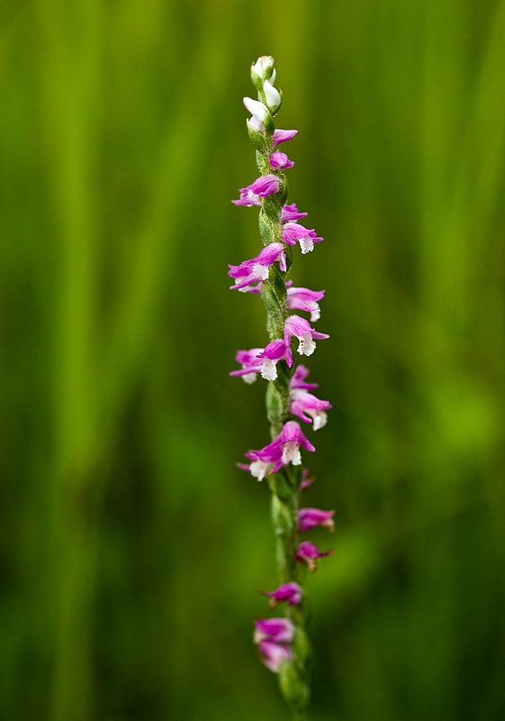 Изображение особи Spiranthes australis.