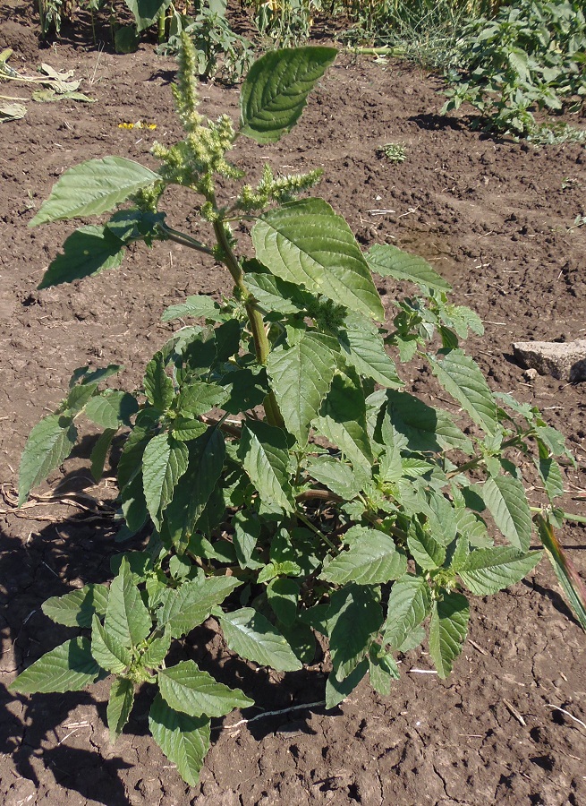 Изображение особи Amaranthus retroflexus.