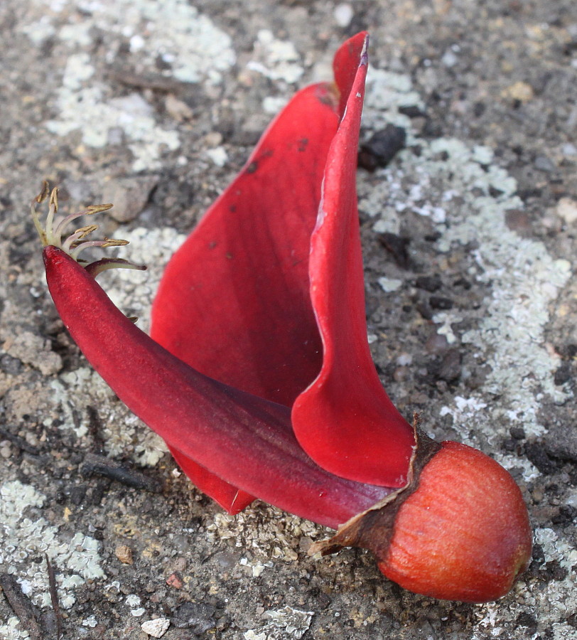 Image of Erythrina crista-galli specimen.