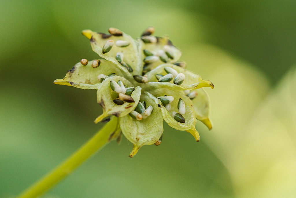 Image of Caltha palustris specimen.