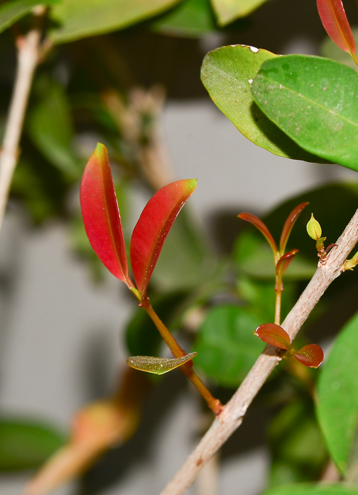 Image of Syzygium australe specimen.