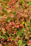 Koenigia islandica