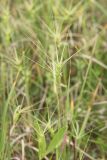 Aegilops biuncialis. Верхушка цветущего растения. Черноморское побережье Кавказа, Новороссийск, близ Суджукской лагуны, травостой. 13 мая 2013 г.