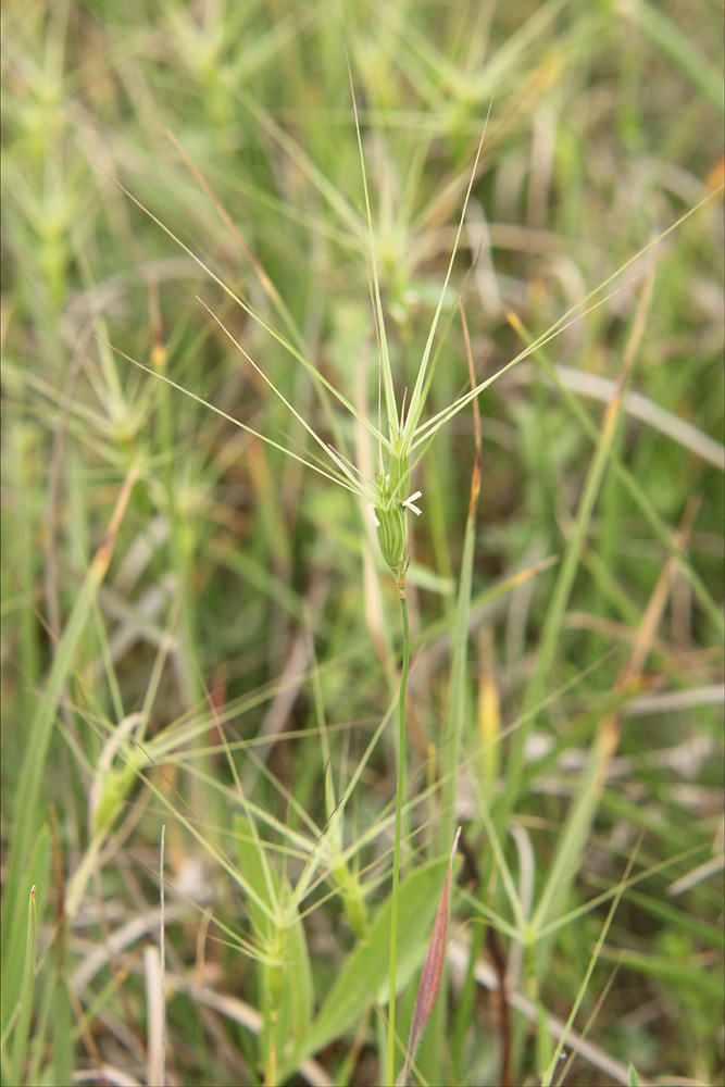 Изображение особи Aegilops biuncialis.