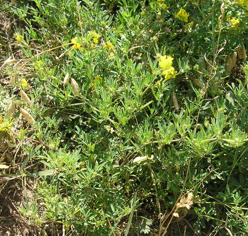 Image of Medicago falcata specimen.