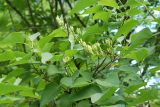 Syringa vulgaris