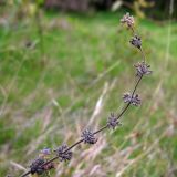 Mentha pulegium