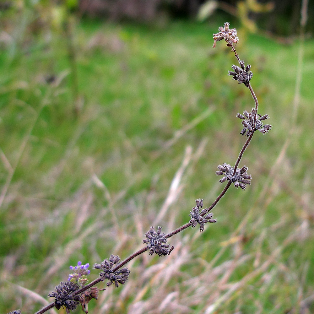 Image of Mentha pulegium specimen.