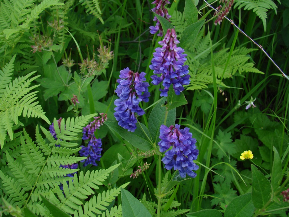 Изображение особи Vicia unijuga.