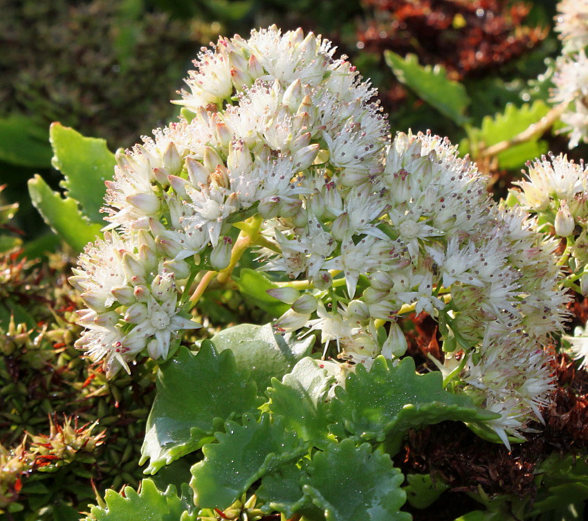 Image of Hylotelephium populifolium specimen.