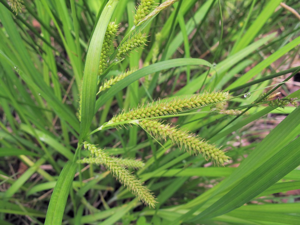 Image of Carex tuminensis specimen.