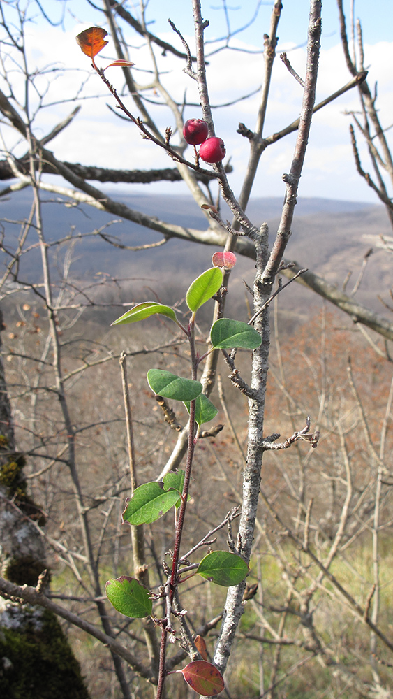 Image of Cotoneaster suavis specimen.