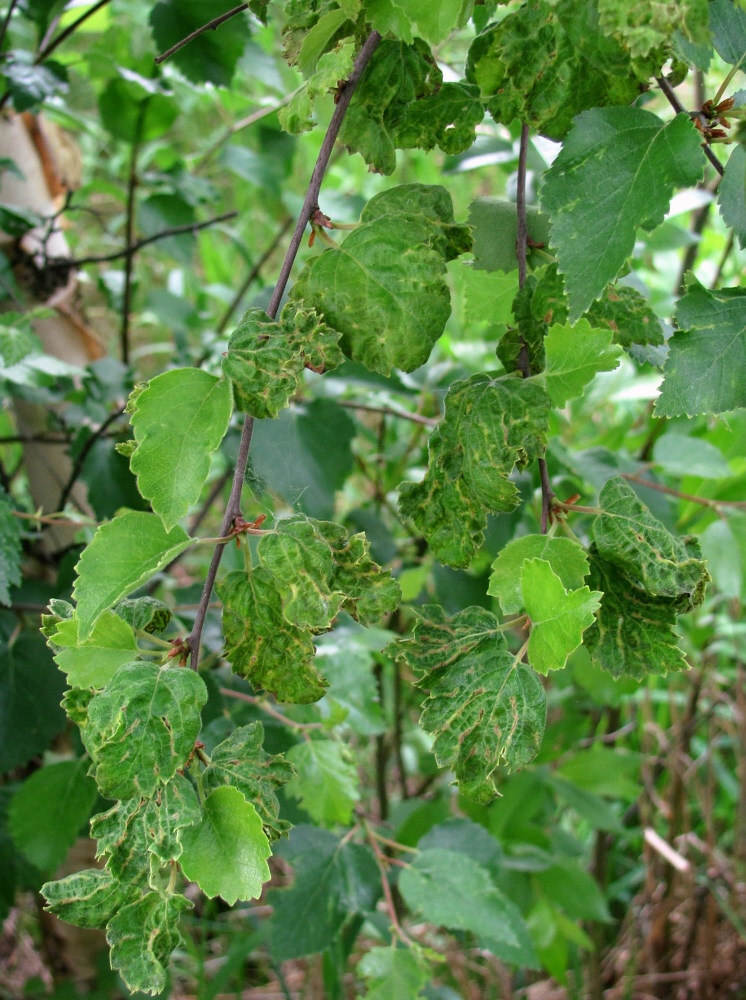 Image of Betula pubescens specimen.
