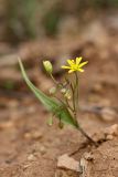 genus Gagea. Цветущее растение. Южный Казахстан, вершина 797.3 0.5 км западнее шоссе Корниловка-Пестели. 31.03.2012.
