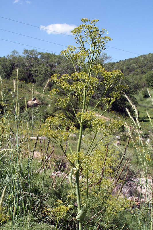 Изображение особи Ferula prangifolia.
