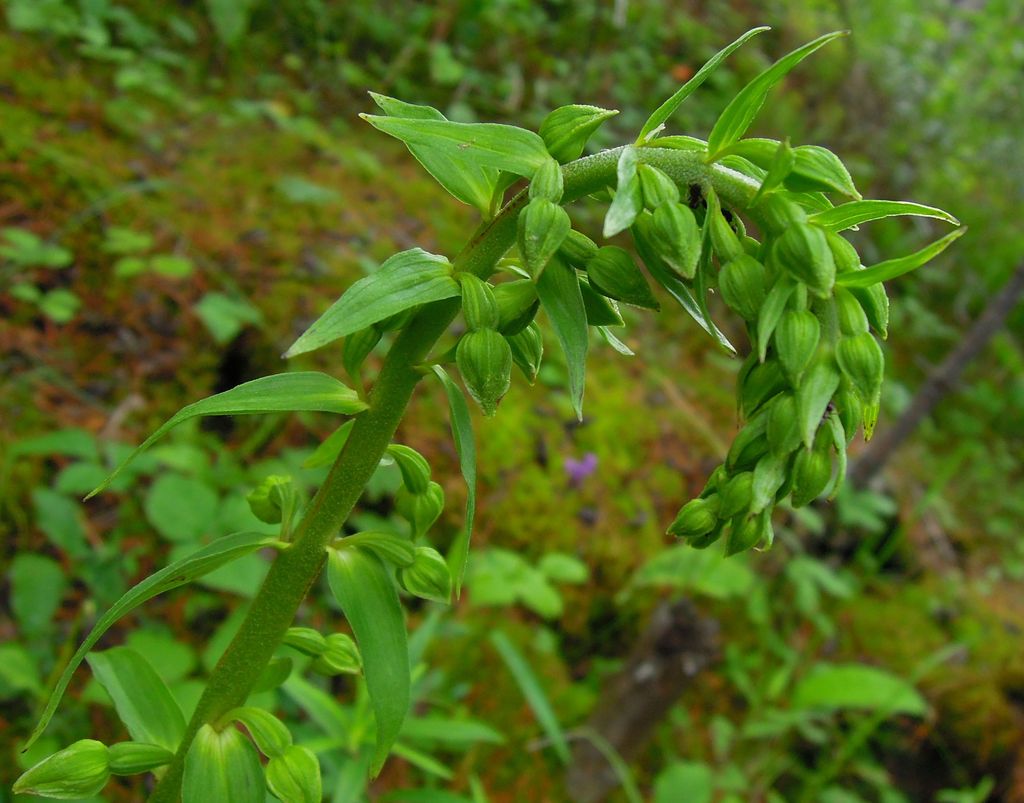 Image of Epipactis helleborine specimen.