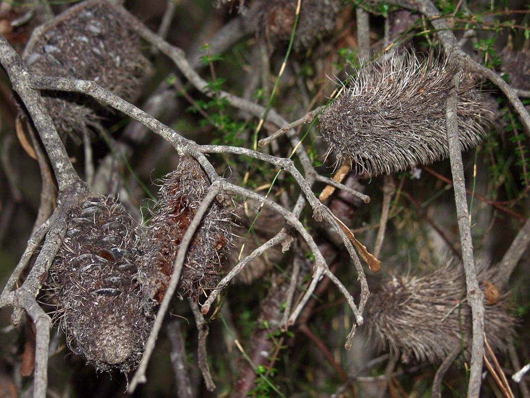 Image of Banksia marginata specimen.