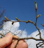 Nothofagus × alpina. Веточка с распускающимися почками. Германия, г. Дюссельдорф, Ботанический сад университета. 02.03.2014.