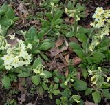 Primula elatior