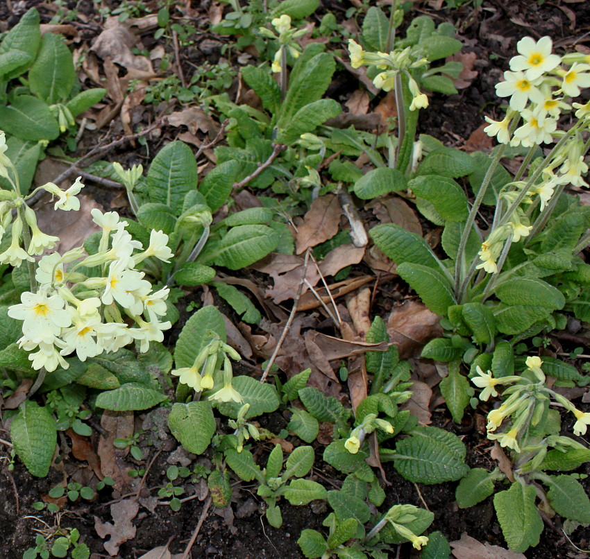 Image of Primula elatior specimen.