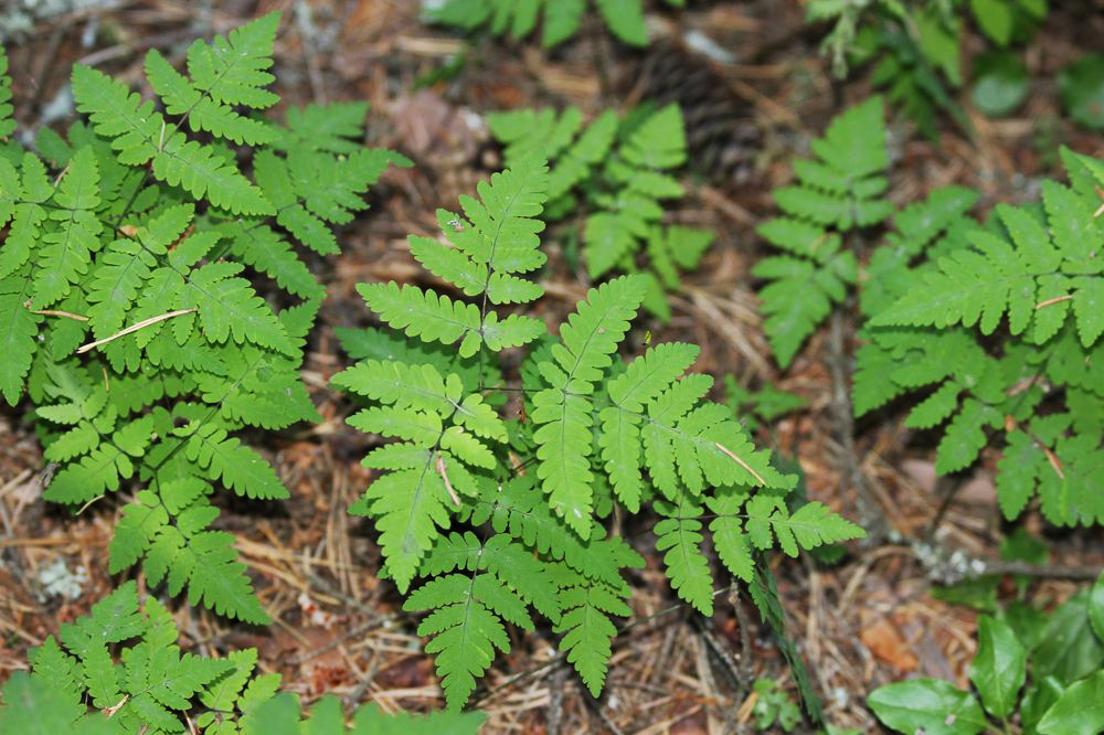 Image of Gymnocarpium dryopteris specimen.