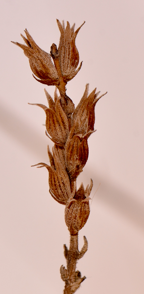 Изображение особи Lavandula coronopifolia.