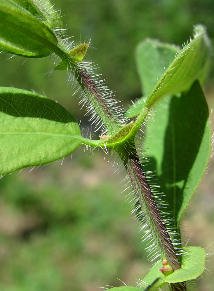 Изображение особи Lonicera pallasii.