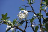 Plumeria obtusa
