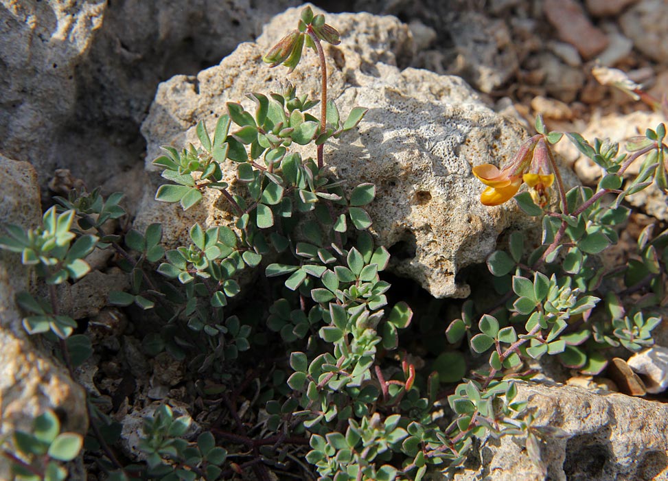 Image of Lotus creticus specimen.