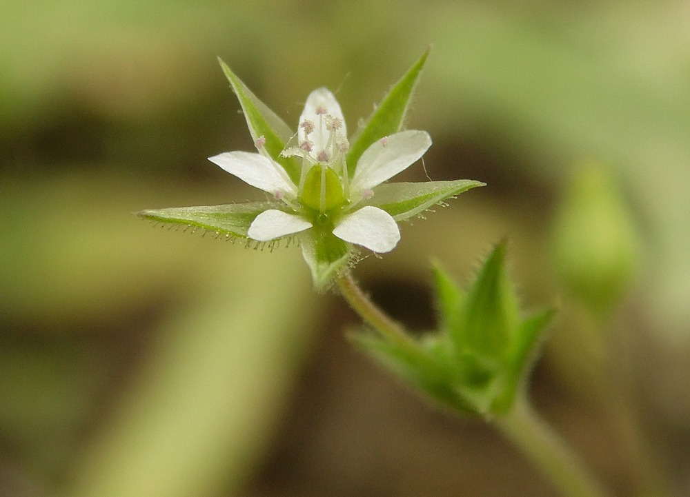 Изображение особи Arenaria uralensis.