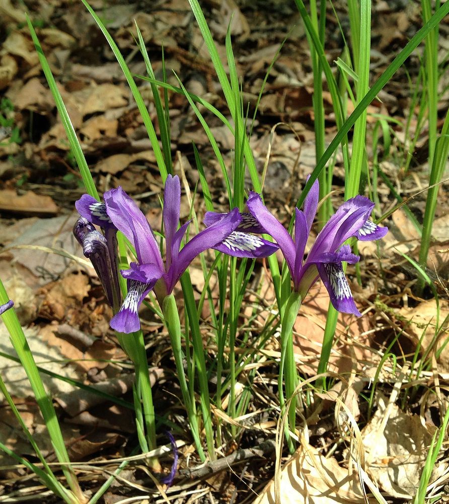 Image of Iris uniflora specimen.