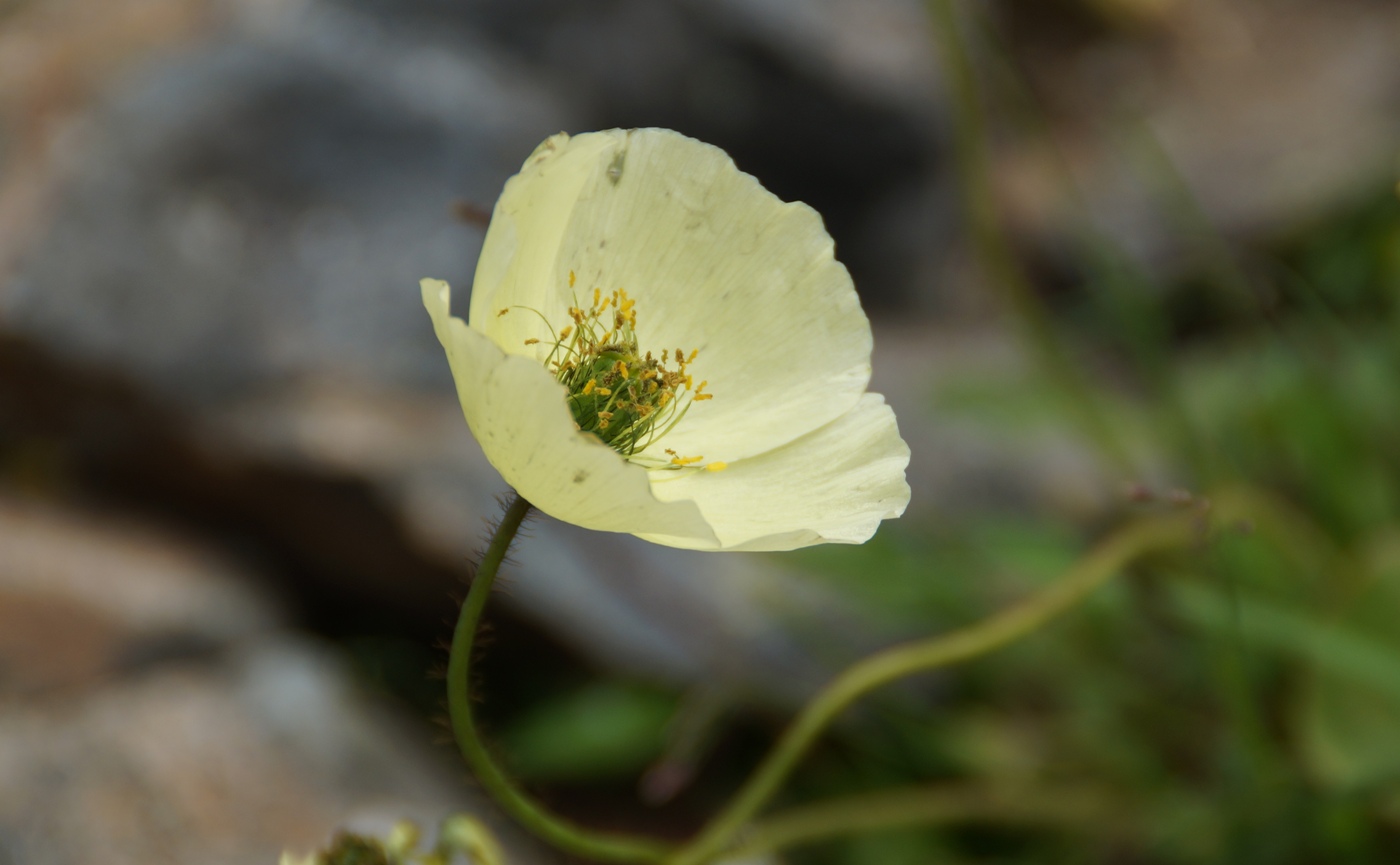 Image of Papaver pseudocanescens specimen.