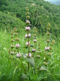 Phlomoides tuberosa. Верхняя часть цветущего растения. Ставропольский край, г. Кисловодск, дорога на Малое Седло, на высоте около 1100 м н.у.м. , обочина тропинки (43°53′59,03″ с.ш., 42°45′17,09″ в.д.). 04.06.2014.