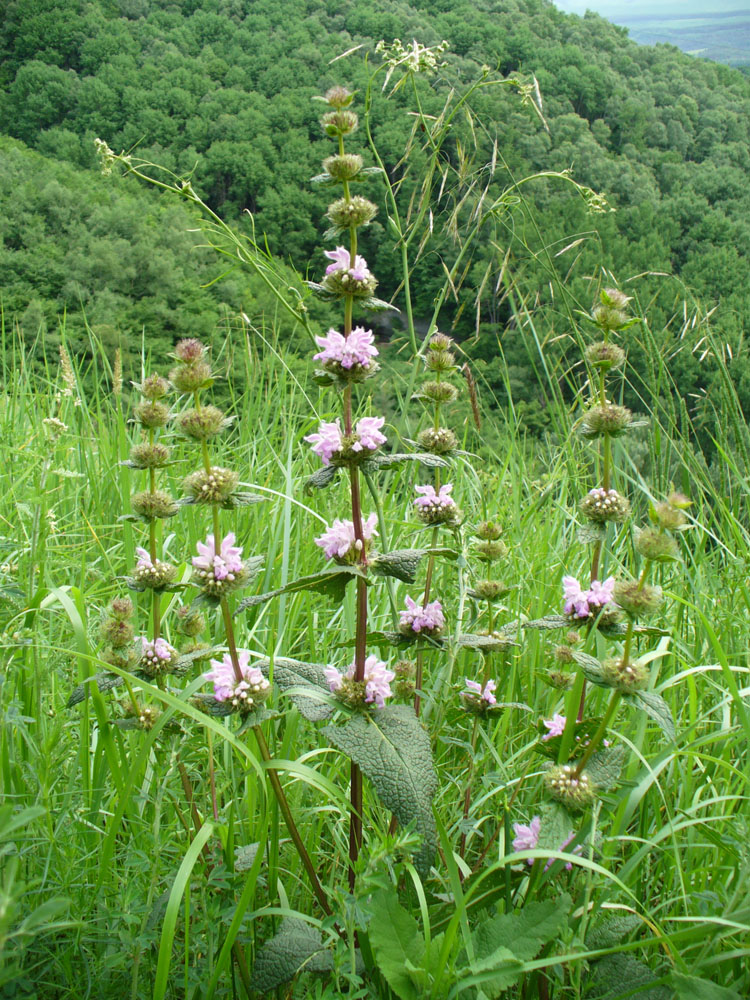 Image of Phlomoides tuberosa specimen.