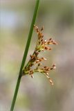 Juncus effusus. Часть побега с соцветием. Ленинградская обл., Ломоносовский р-н, Копорье, песчаный карьер. 22.06.2014.