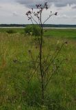 Cirsium palustre