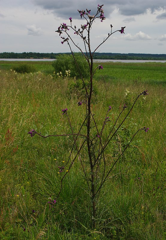 Изображение особи Cirsium palustre.