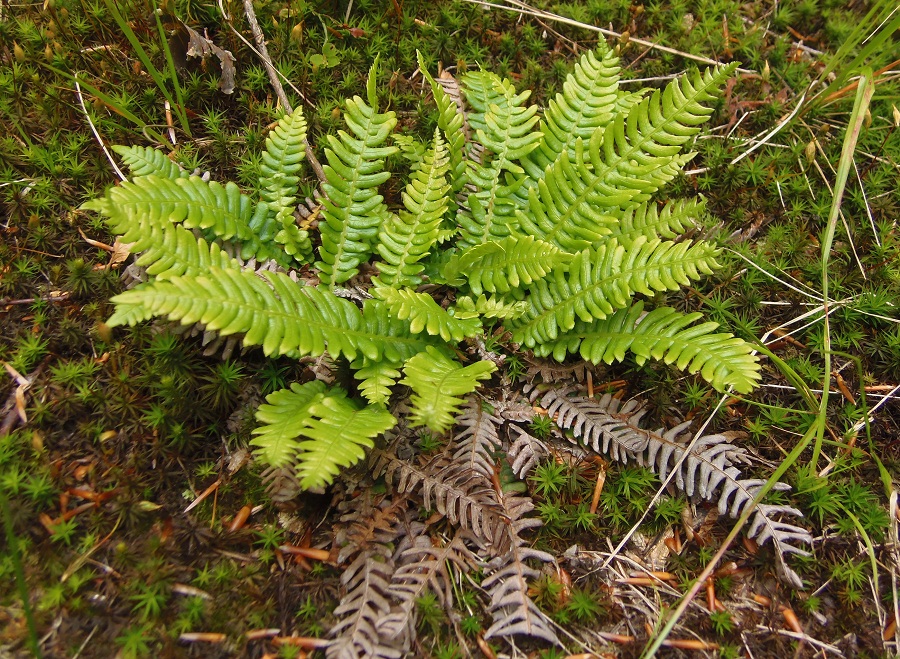 Image of Blechnum spicant specimen.