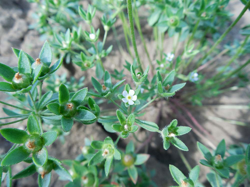 Image of Androsace maxima specimen.