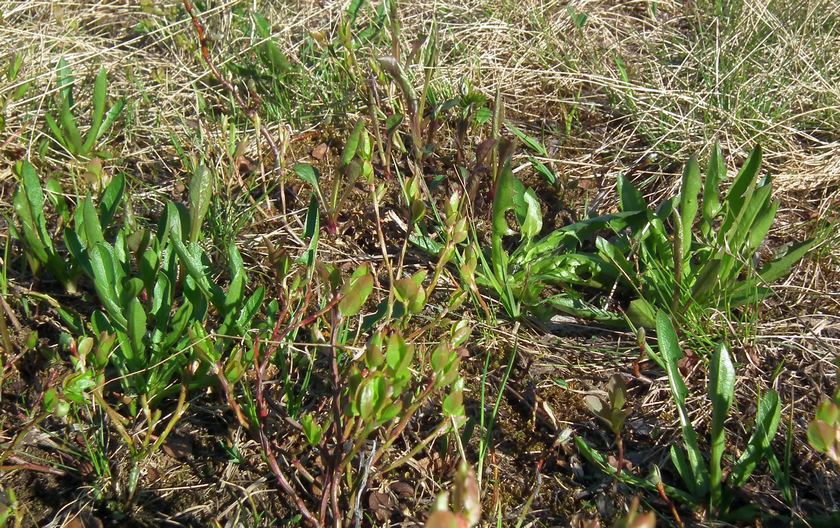 Image of Taraxacum nivale specimen.