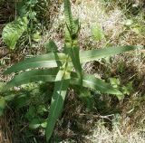 Dipsacus fullonum