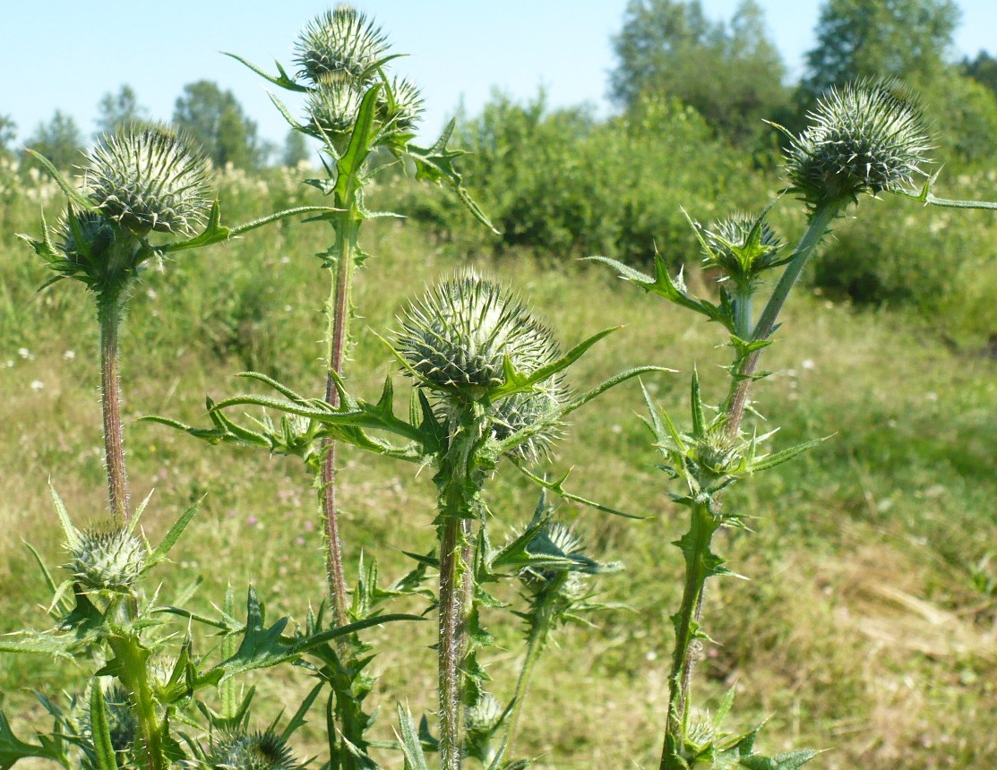 Image of Cirsium vulgare specimen.
