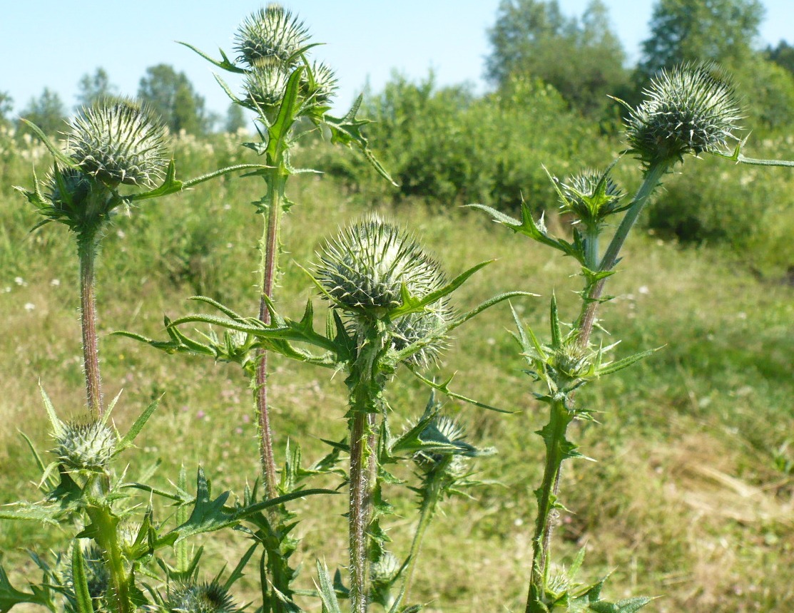 Изображение особи Cirsium vulgare.