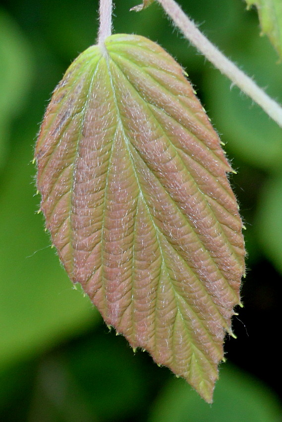 Изображение особи Corylopsis sinensis.