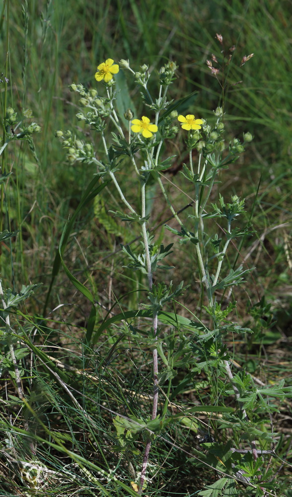 Image of Potentilla argentea specimen.