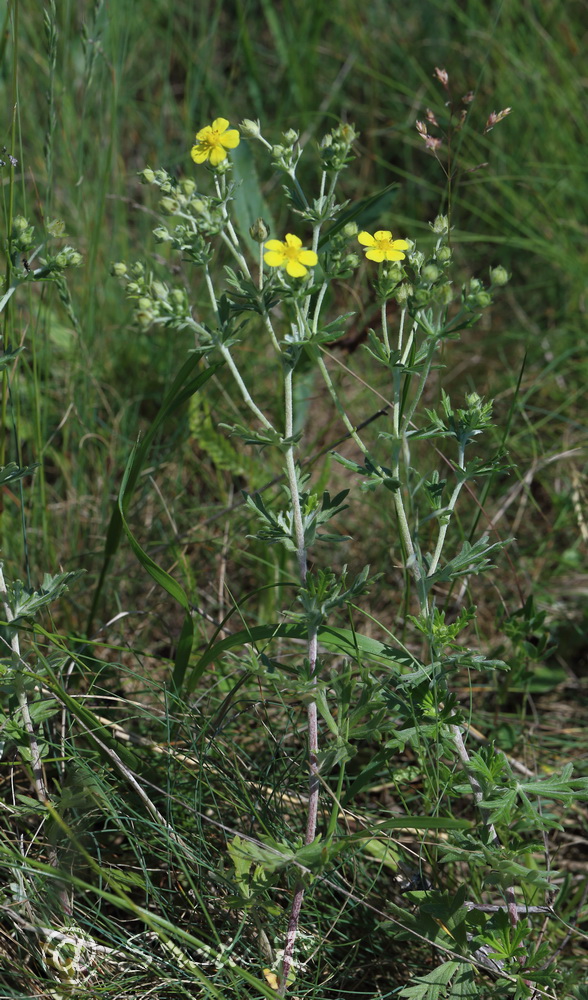 Изображение особи Potentilla argentea.