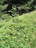 Cirsium palustre