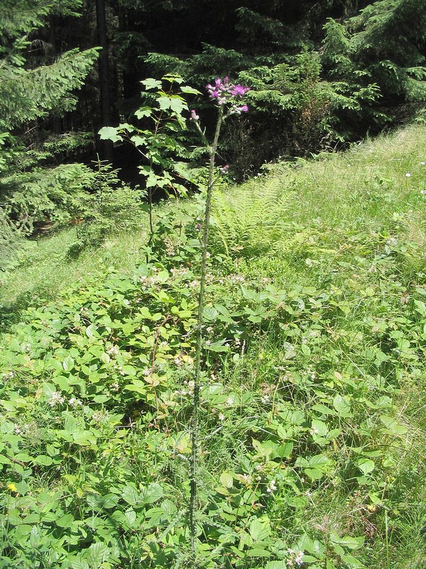 Image of Cirsium palustre specimen.