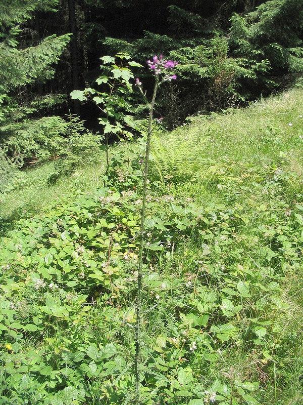 Изображение особи Cirsium palustre.