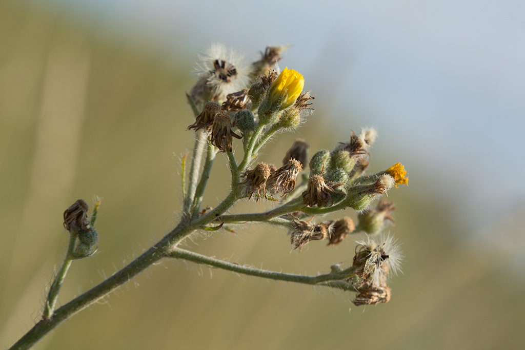 Изображение особи Pilosella echioides.